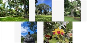 Mature tropical trees and understory planting in central Honolulu