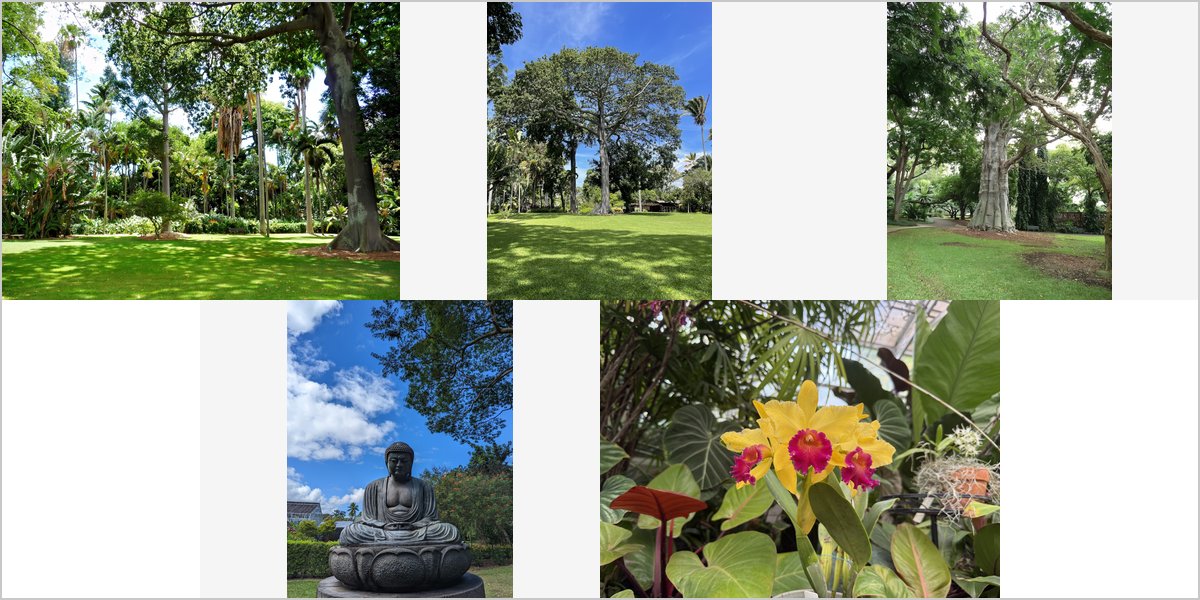 Foster Botanical Garden: Four Ways Out of the Tall-Canopy Problem