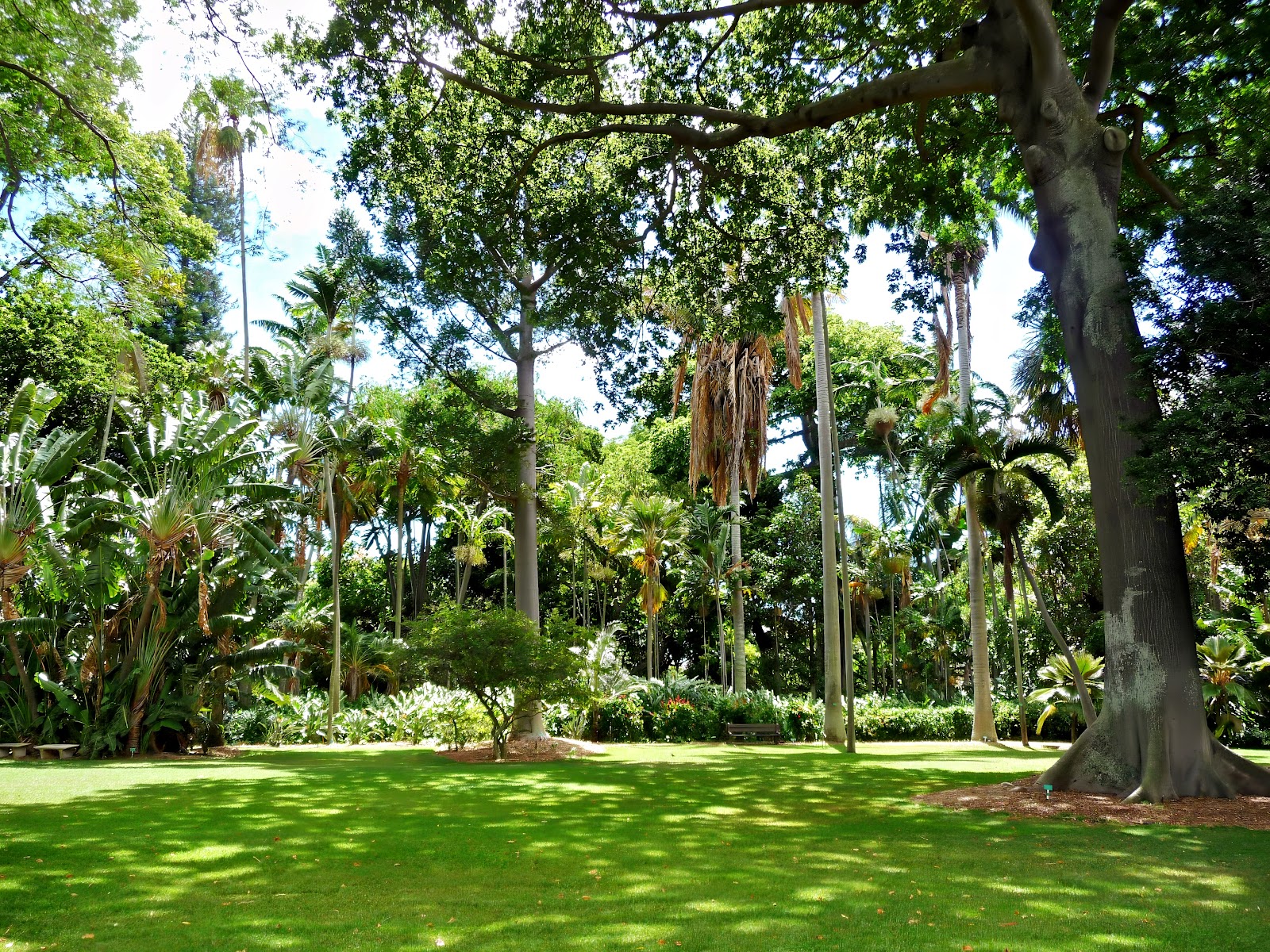 Very tall tropical canopy blocking the sky above a garden path
