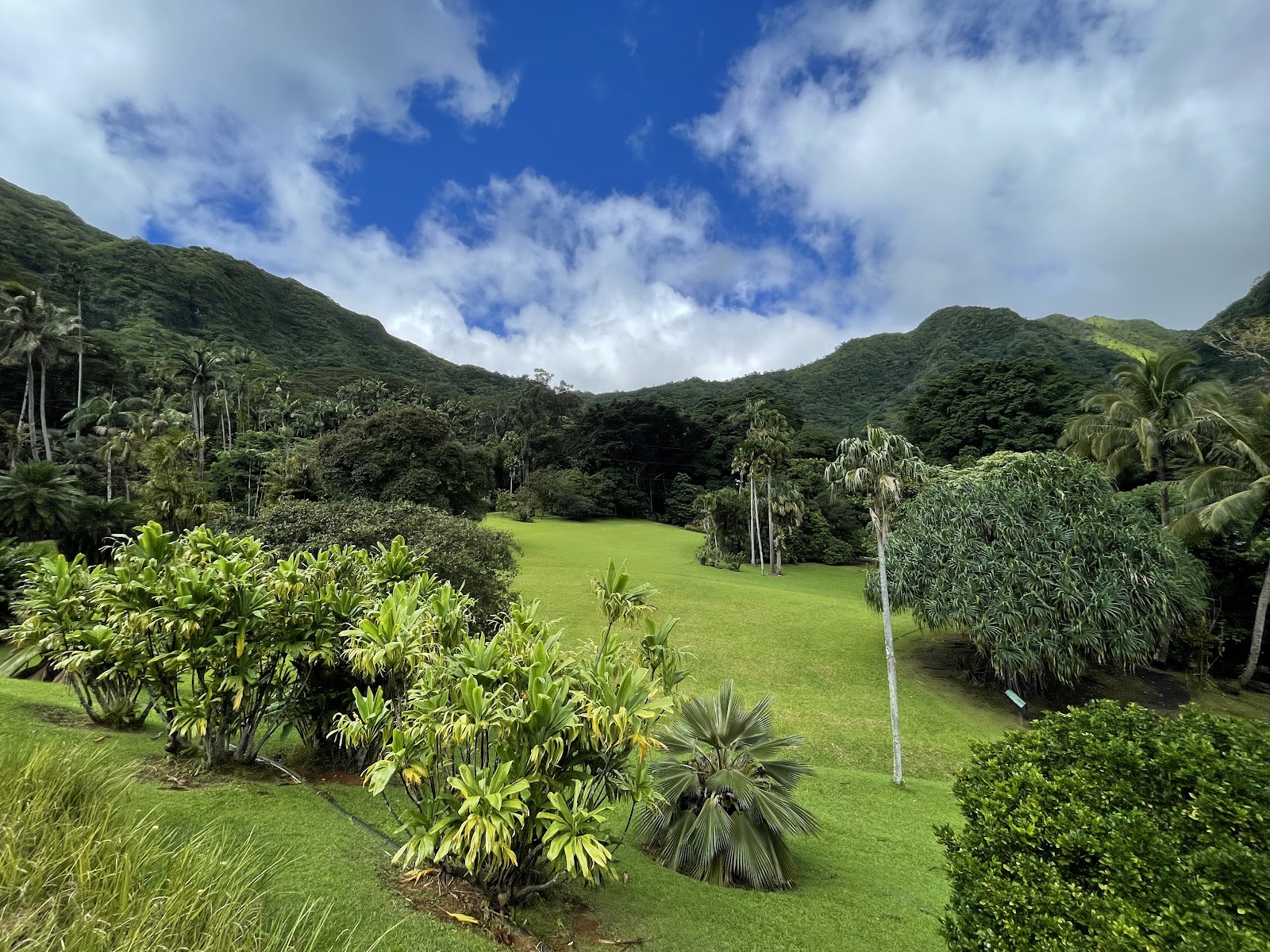 Wet saturated tropical foliage with low light after rain