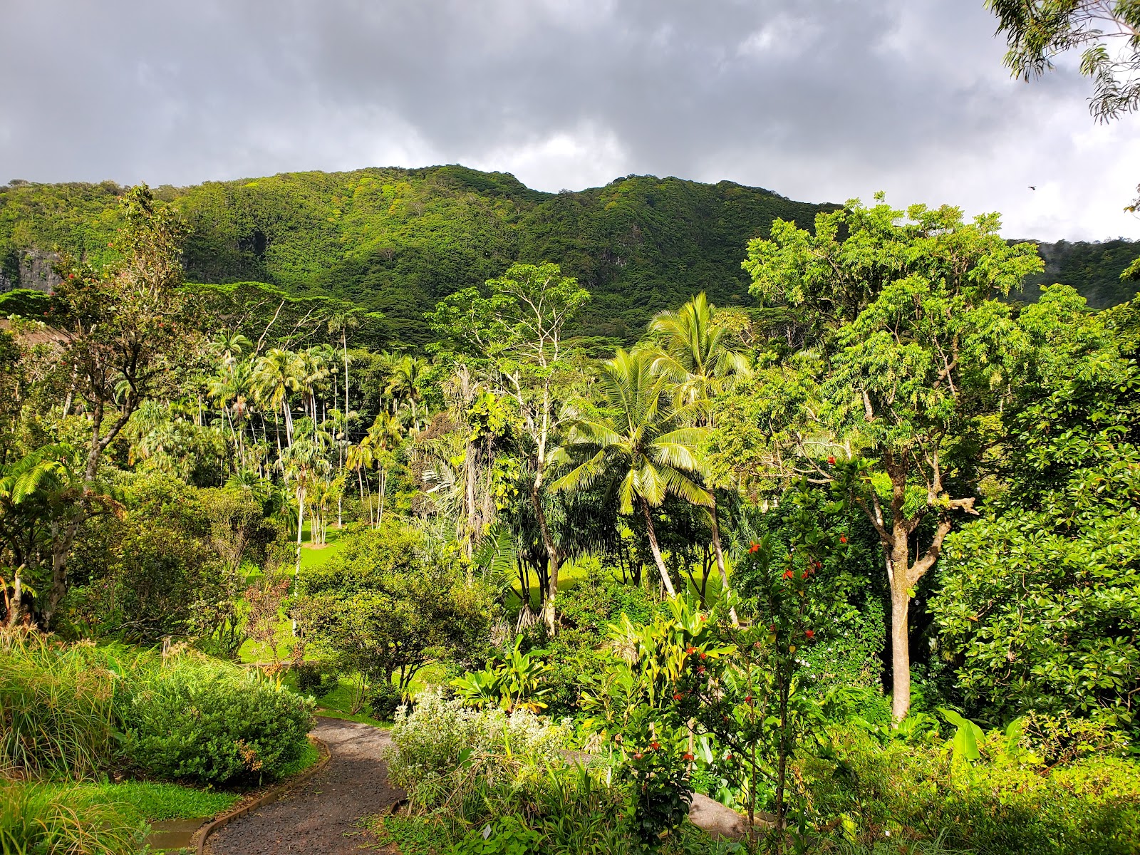 Dense green canopy surrounding a forest path