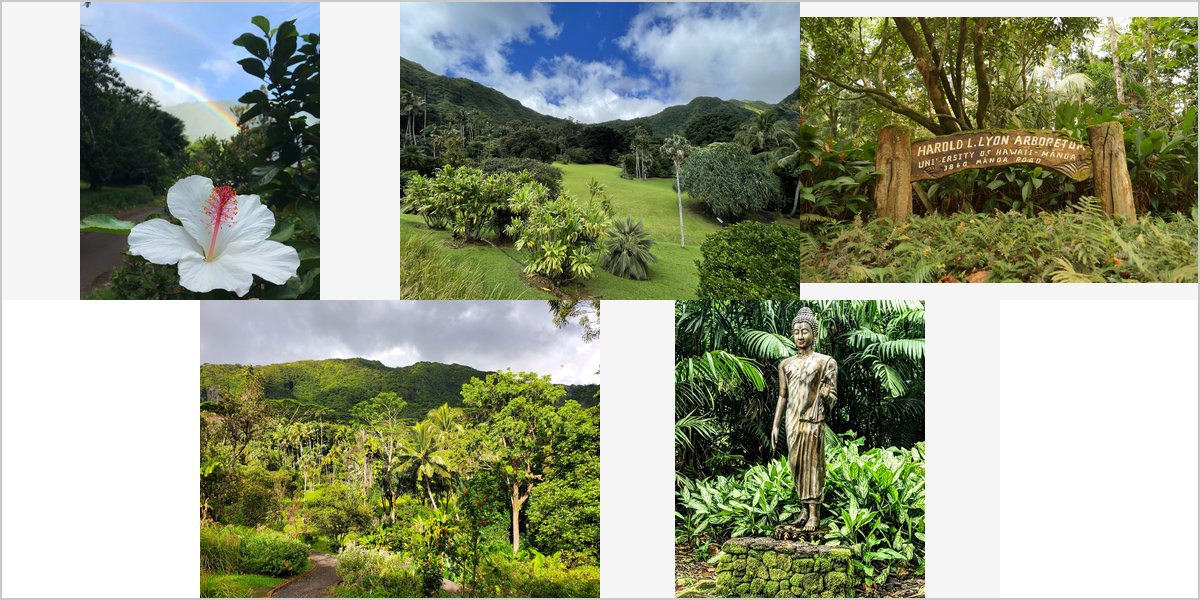 Lyon Arboretum: One Decision About Rain Governs Everything