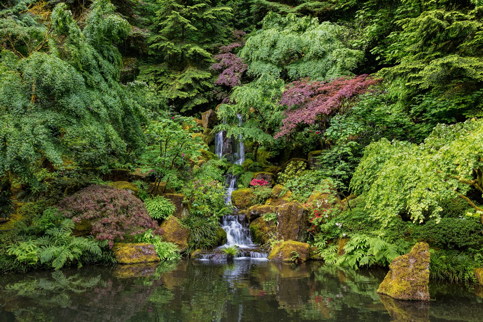 Soft open shade beneath Japanese maples, the flattering light window for wedding portraits at the Portland Japanese Garden