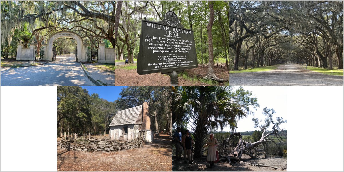 Wormsloe Historic Site: The Oak Avenue and How to Time It