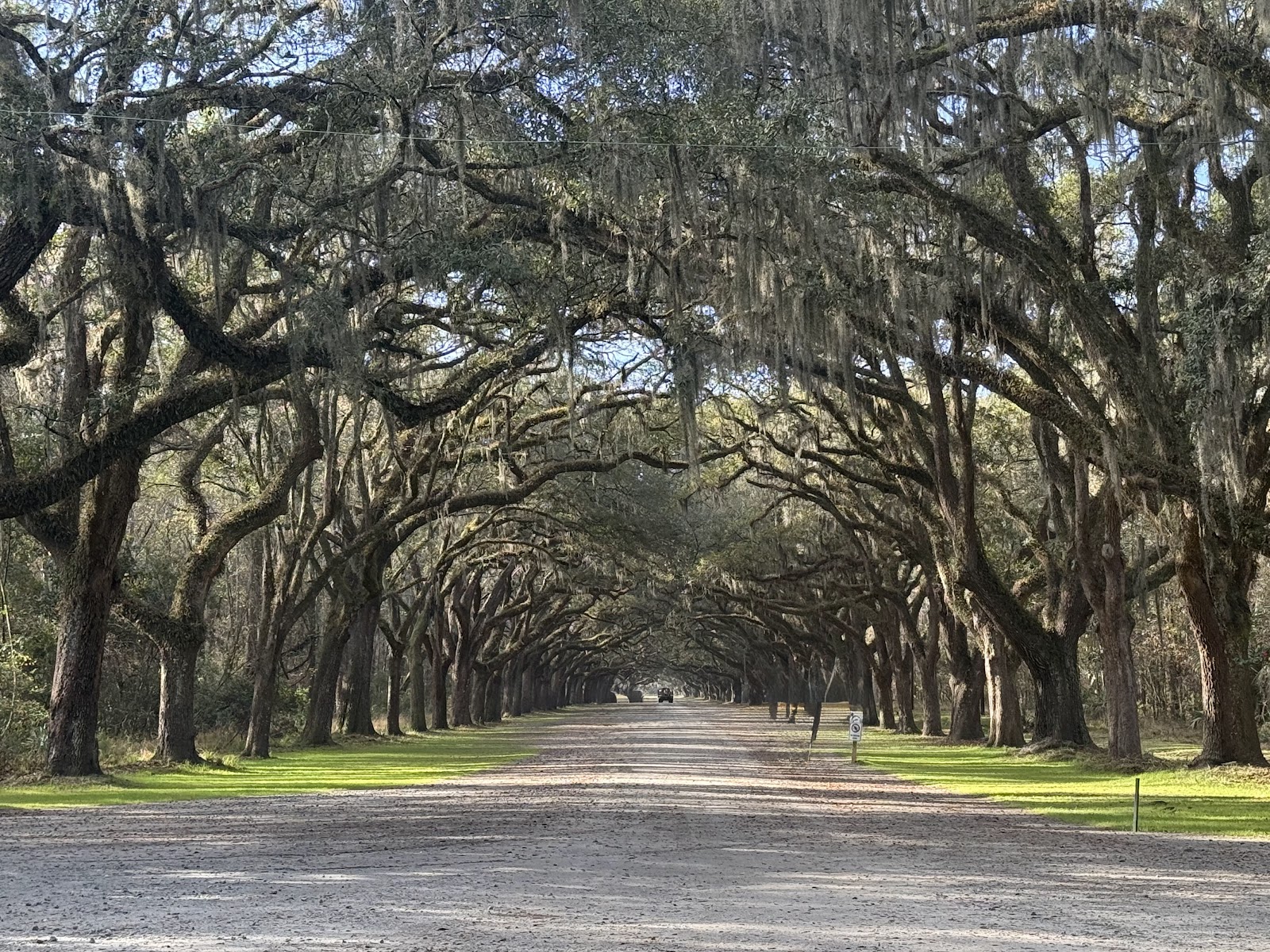 Oak avenue at Wormsloe under high midday sun with dappled light and no glow