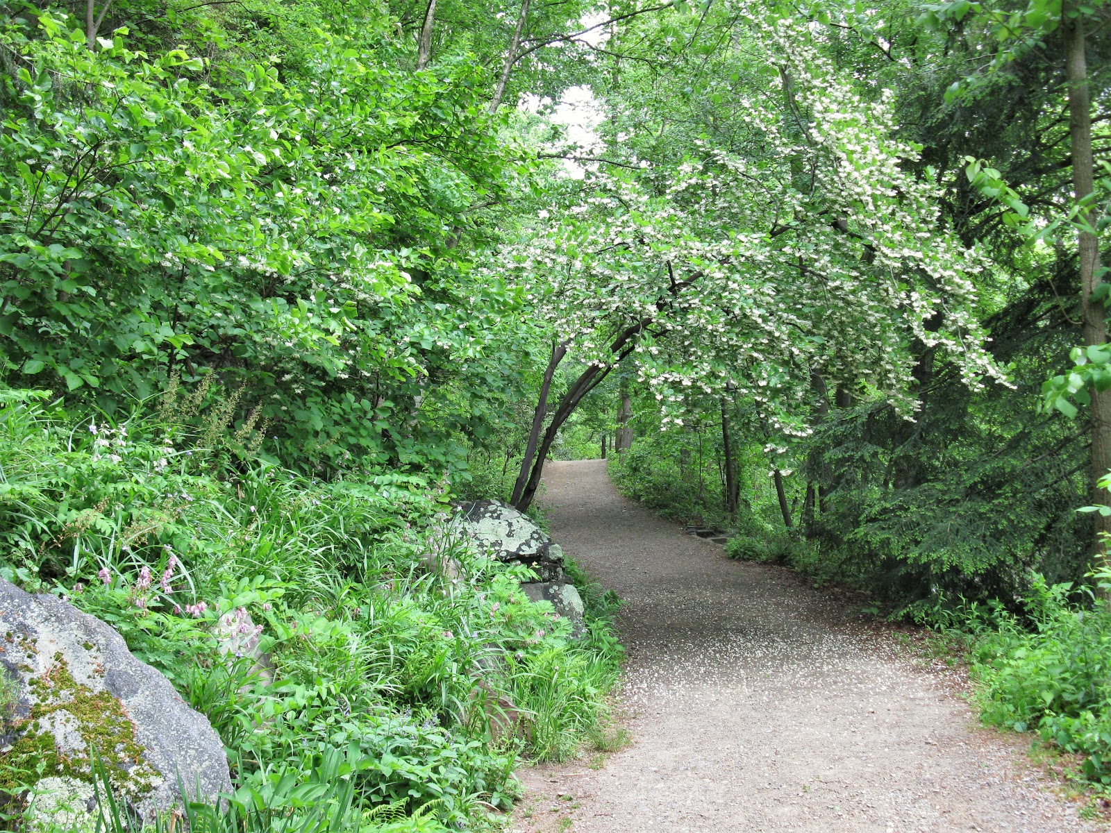 High open shade under deciduous canopy at the Botanical Gardens at Asheville