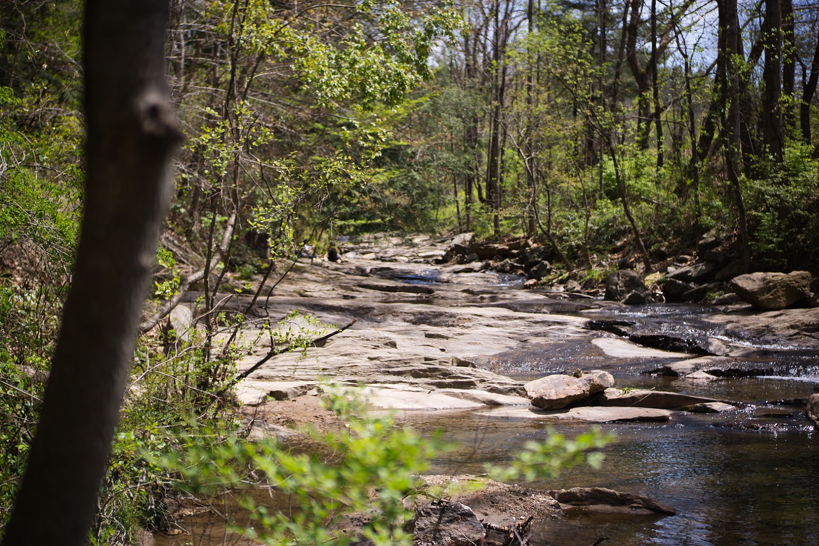 Hard dappled sunlight through canopy gaps at the Botanical Gardens at Asheville