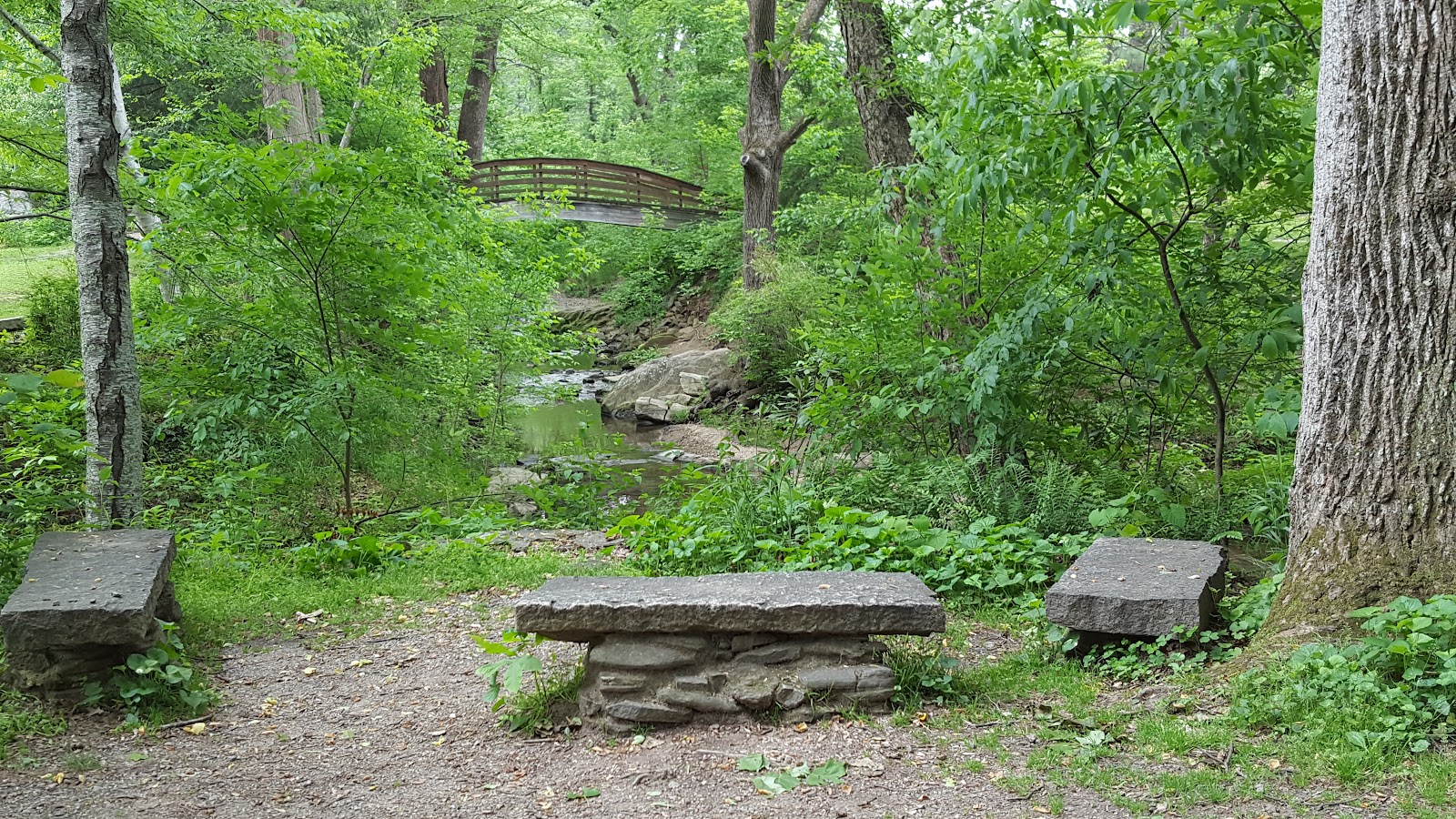Wet native foliage and rock at the Botanical Gardens at Asheville in light rain