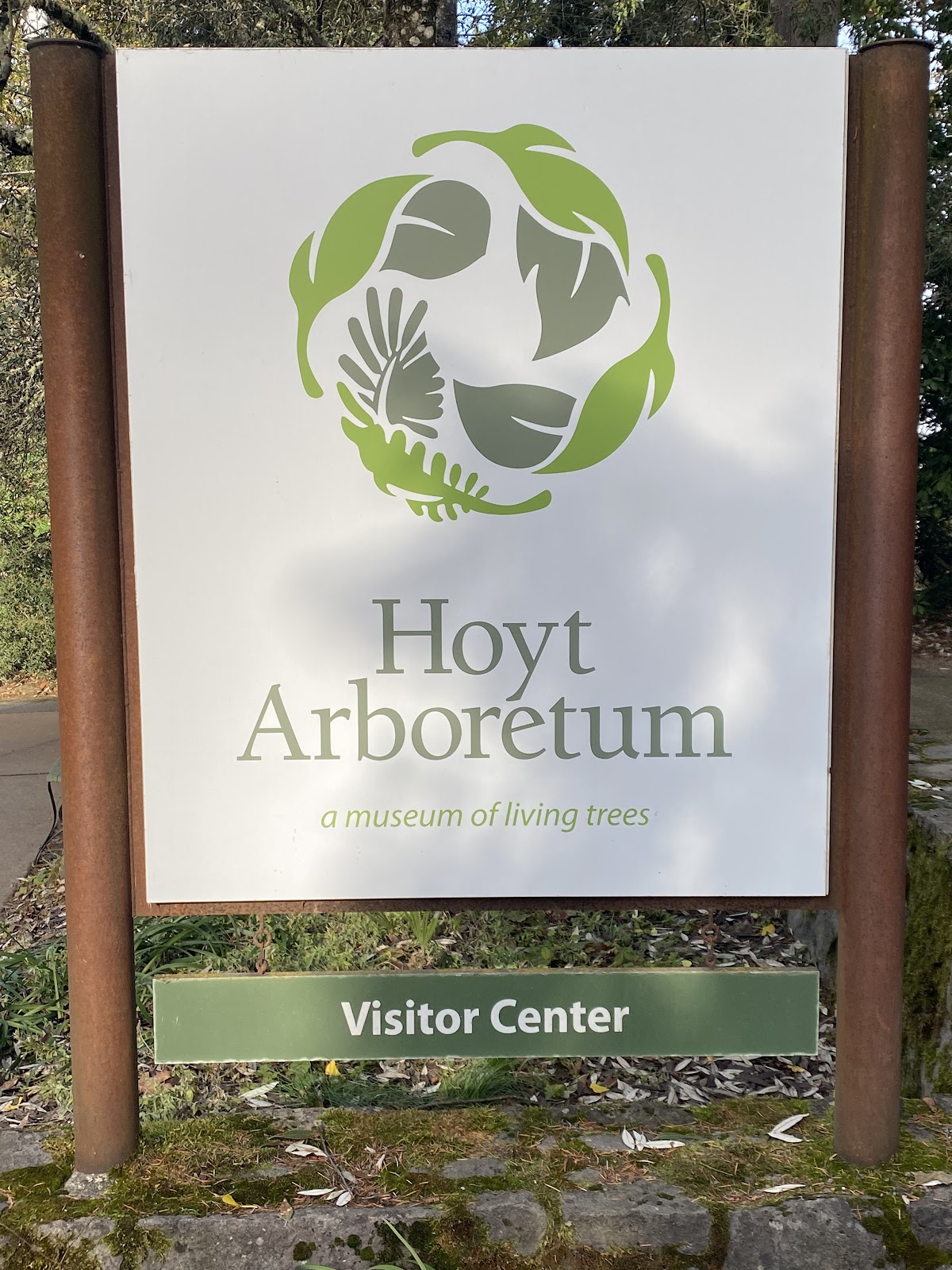 Autumn foliage colour in the deciduous collection at Hoyt Arboretum, a Portland wedding portrait location