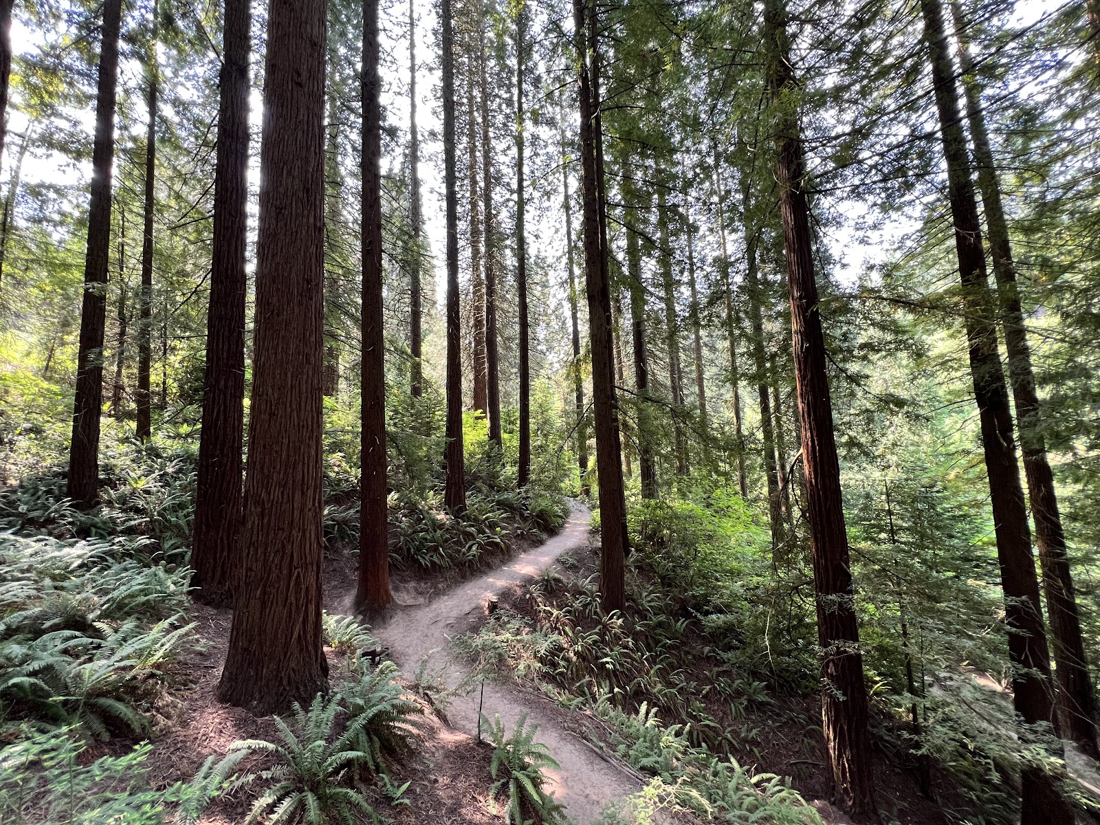 Even open shade beneath tall conifers at Hoyt Arboretum, used for wedding portraits in Portland