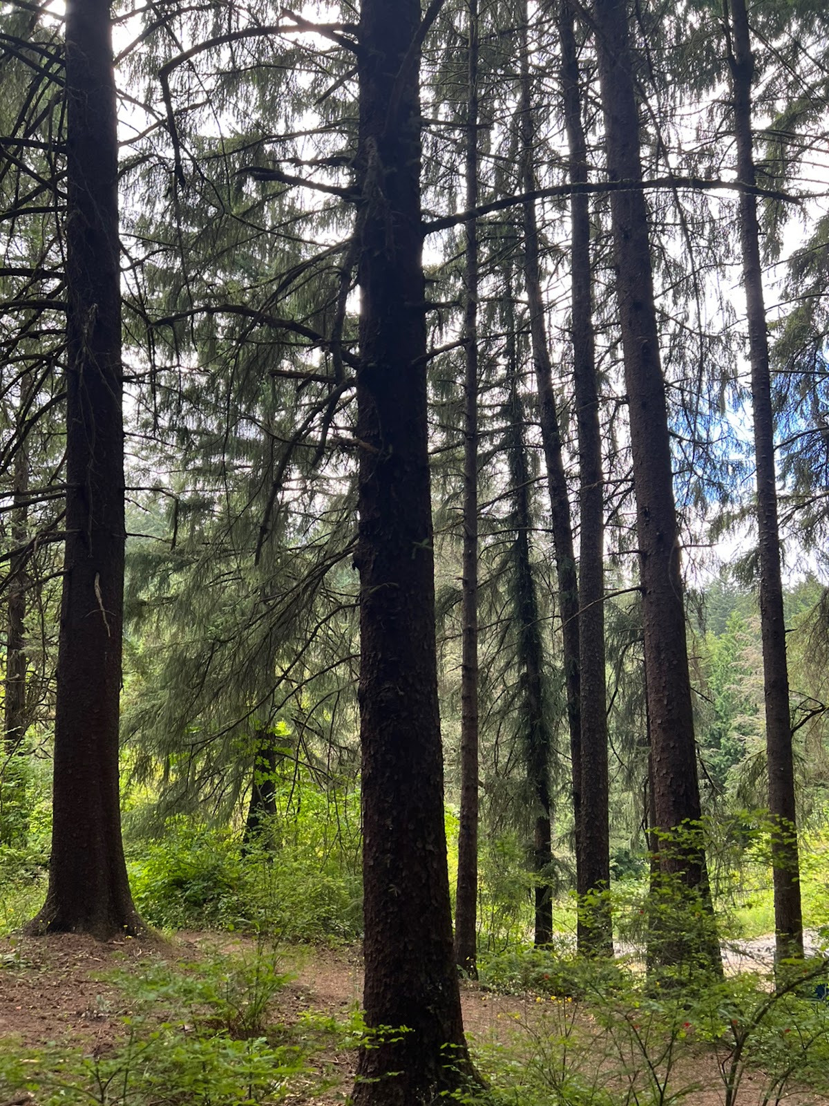 Fog and moss among bare trunks at Hoyt Arboretum in winter, Portland Oregon
