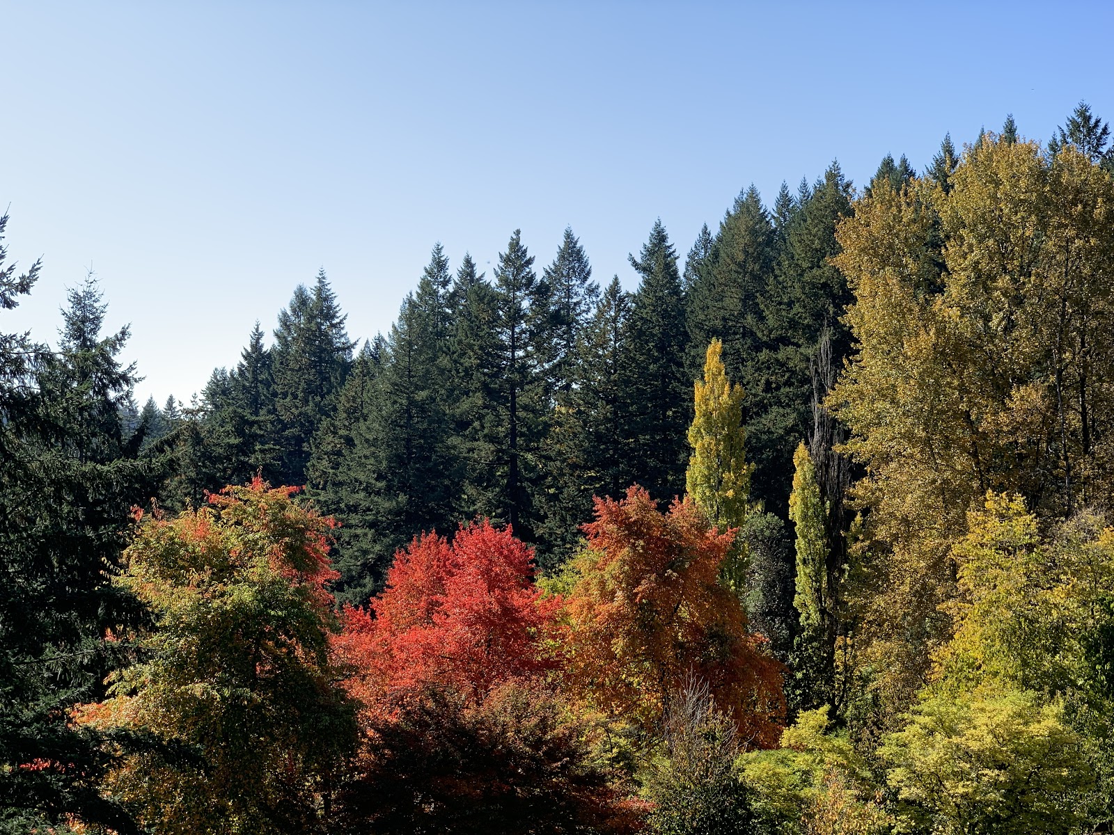 Forest trail at Hoyt Arboretum showing the walking distances between wedding photography locations
