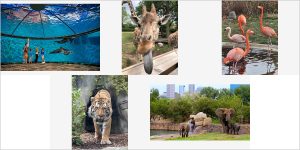 Open grounds and planted areas at the Indianapolis Zoo