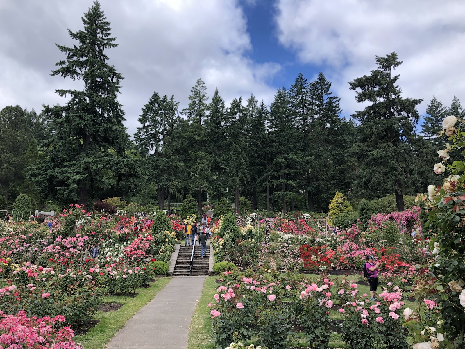 Rose beds in full June bloom at the Portland International Rose Test Garden