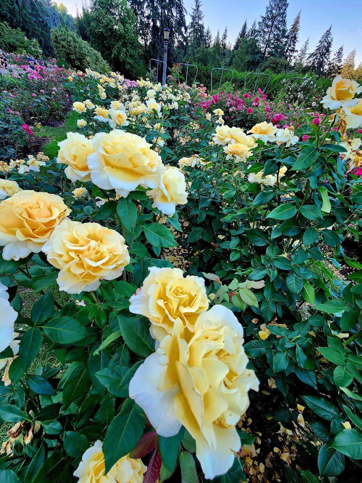 Open unshaded terraces at the Rose Test Garden under high midday sun, Portland Oregon