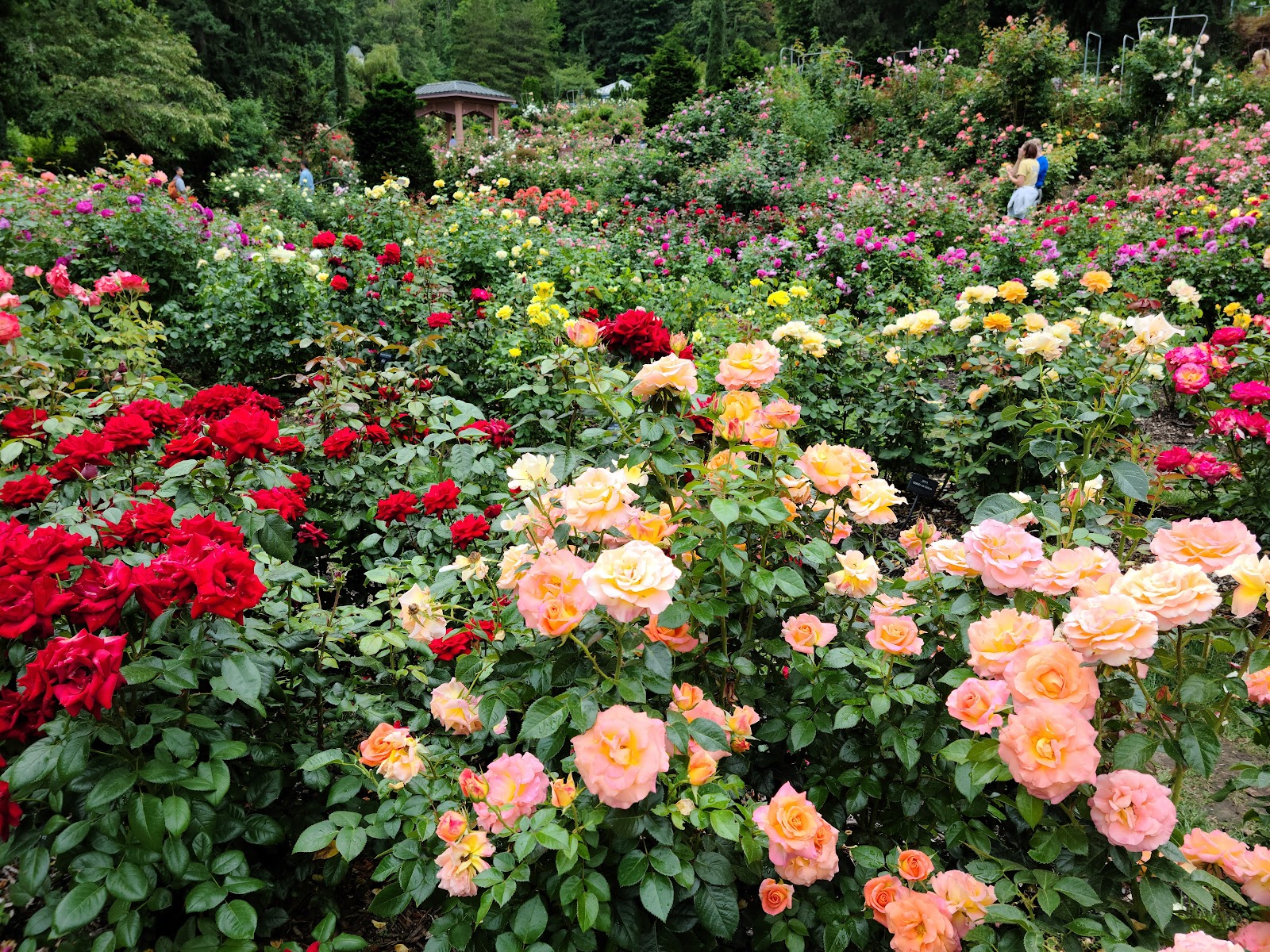 Wedding portrait framed tight against a rose bed at the Portland International Rose Test Garden