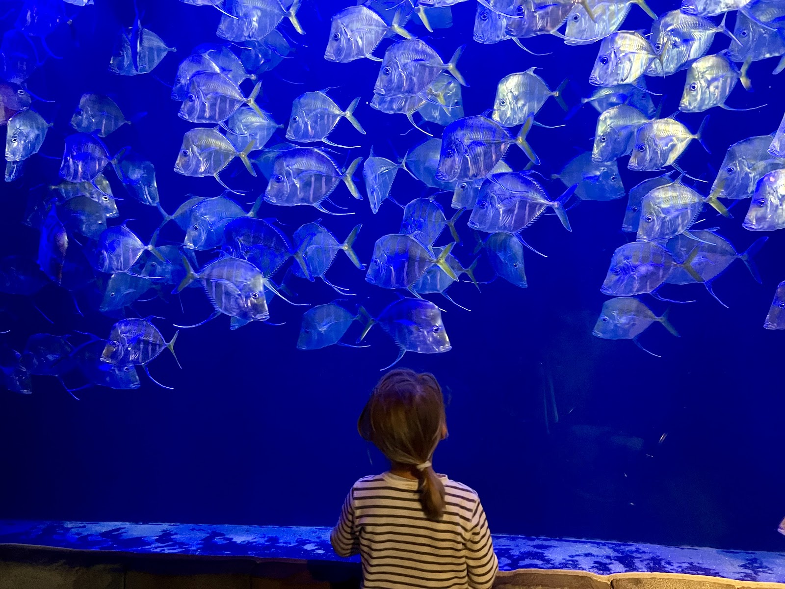 Reflections on a large acrylic aquarium viewing panel, Audubon Aquarium New Orleans