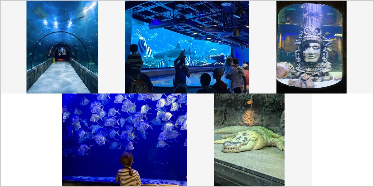 The Audubon Aquarium: Field Notes on Photographing Through Glass