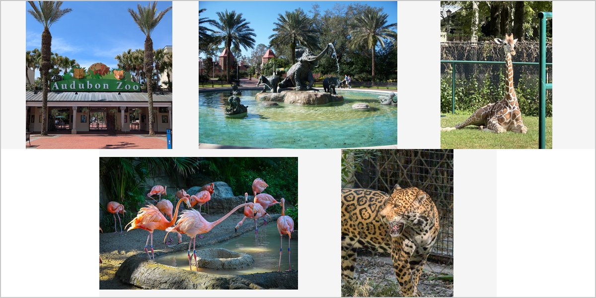 The Audubon Zoo: A Season-by-Season Photography Guide