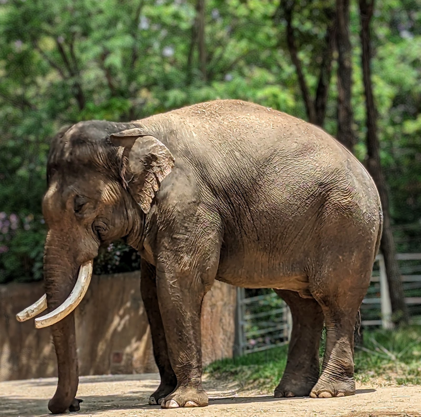 Empty paths and planting at the Saint Louis Zoo after public closing
