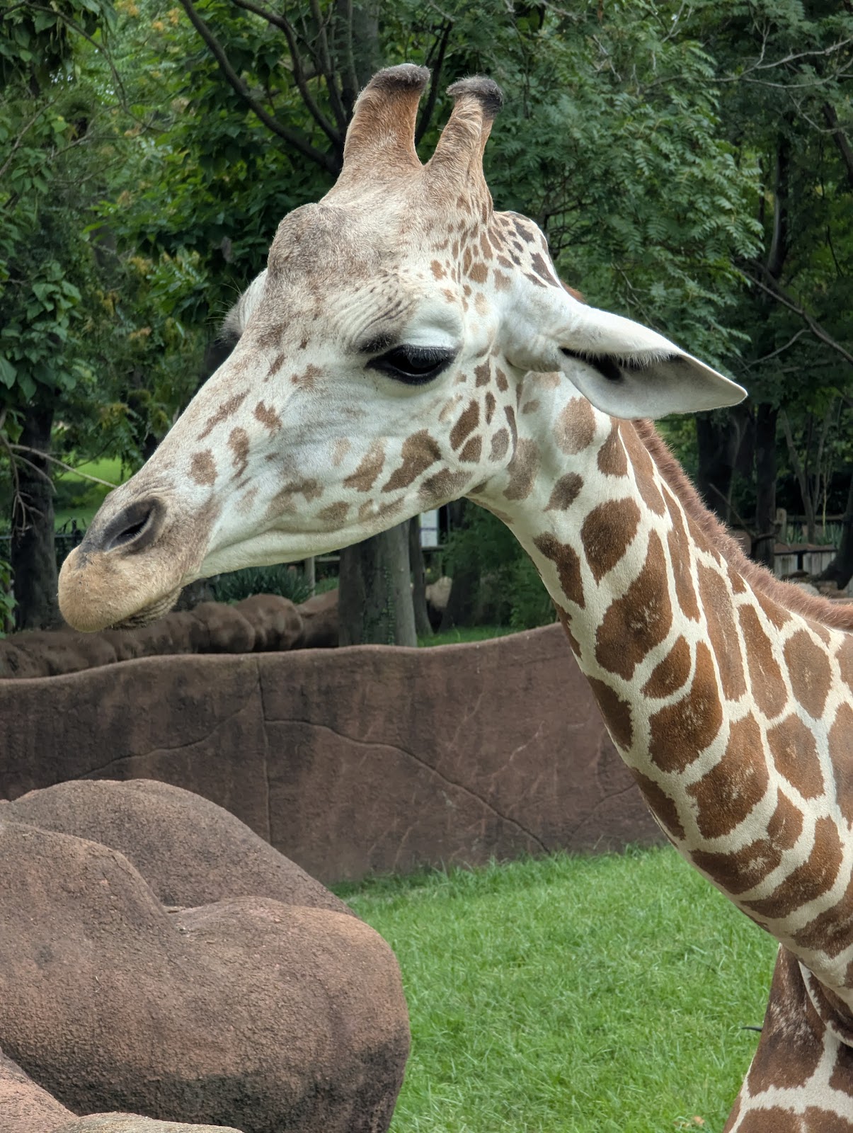 Reflections on enclosure glass at a zoo, a problem for wedding photography