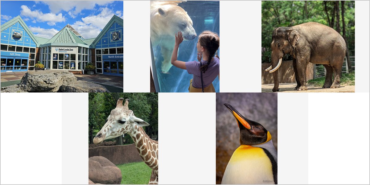 The Saint Louis Zoo: A Photographer Answers Your Questions