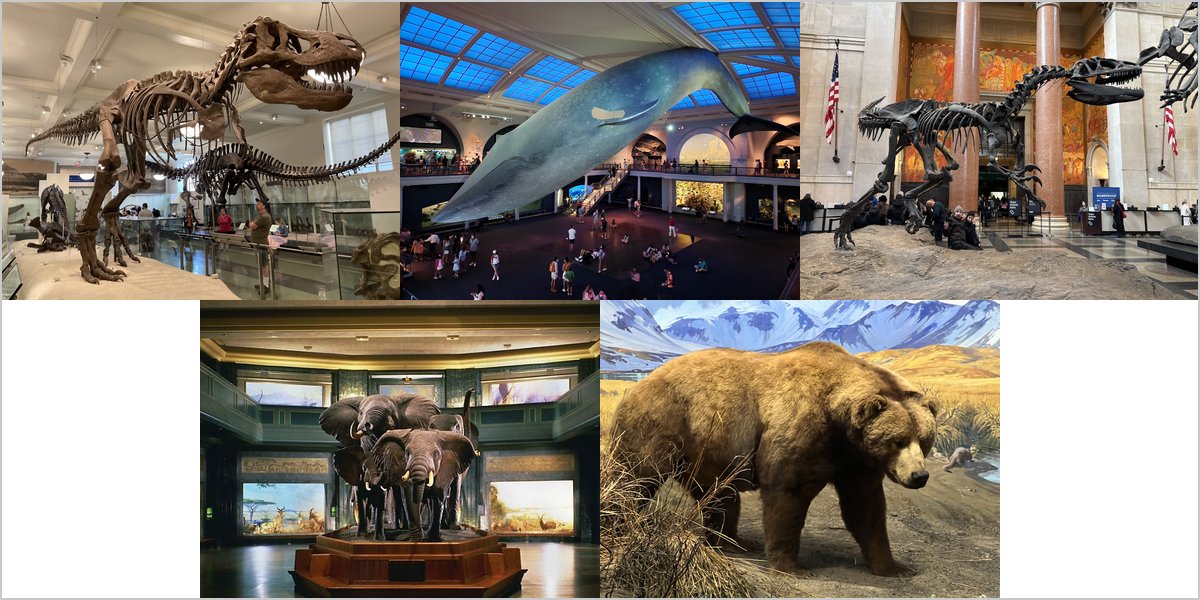 The American Museum of Natural History Wedding Venue Collage
