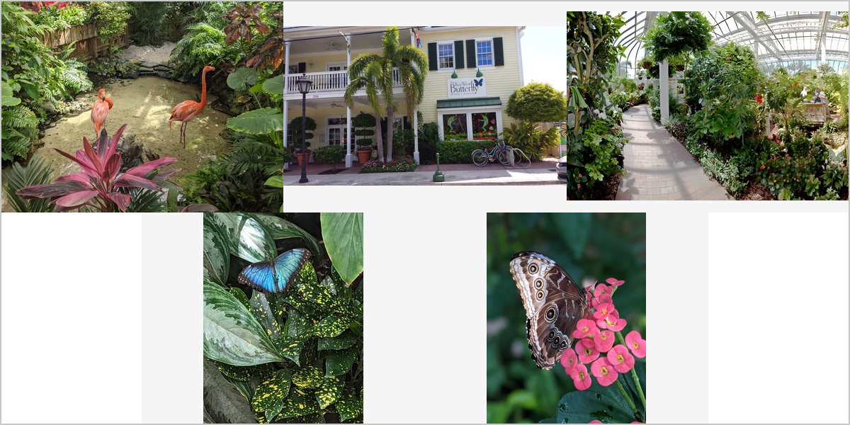 The Key West Butterfly Conservatory Wedding Venue Collage