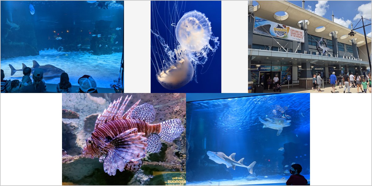 The Newport Aquarium Wedding Venue Collage