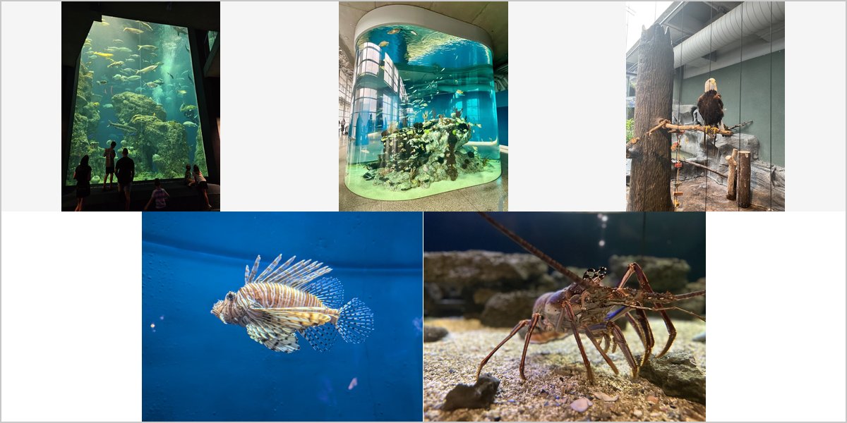 The South Carolina Aquarium Wedding Venue Collage