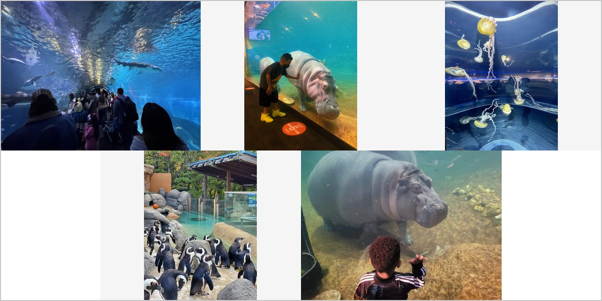 The Adventure Aquarium Wedding Venue Collage