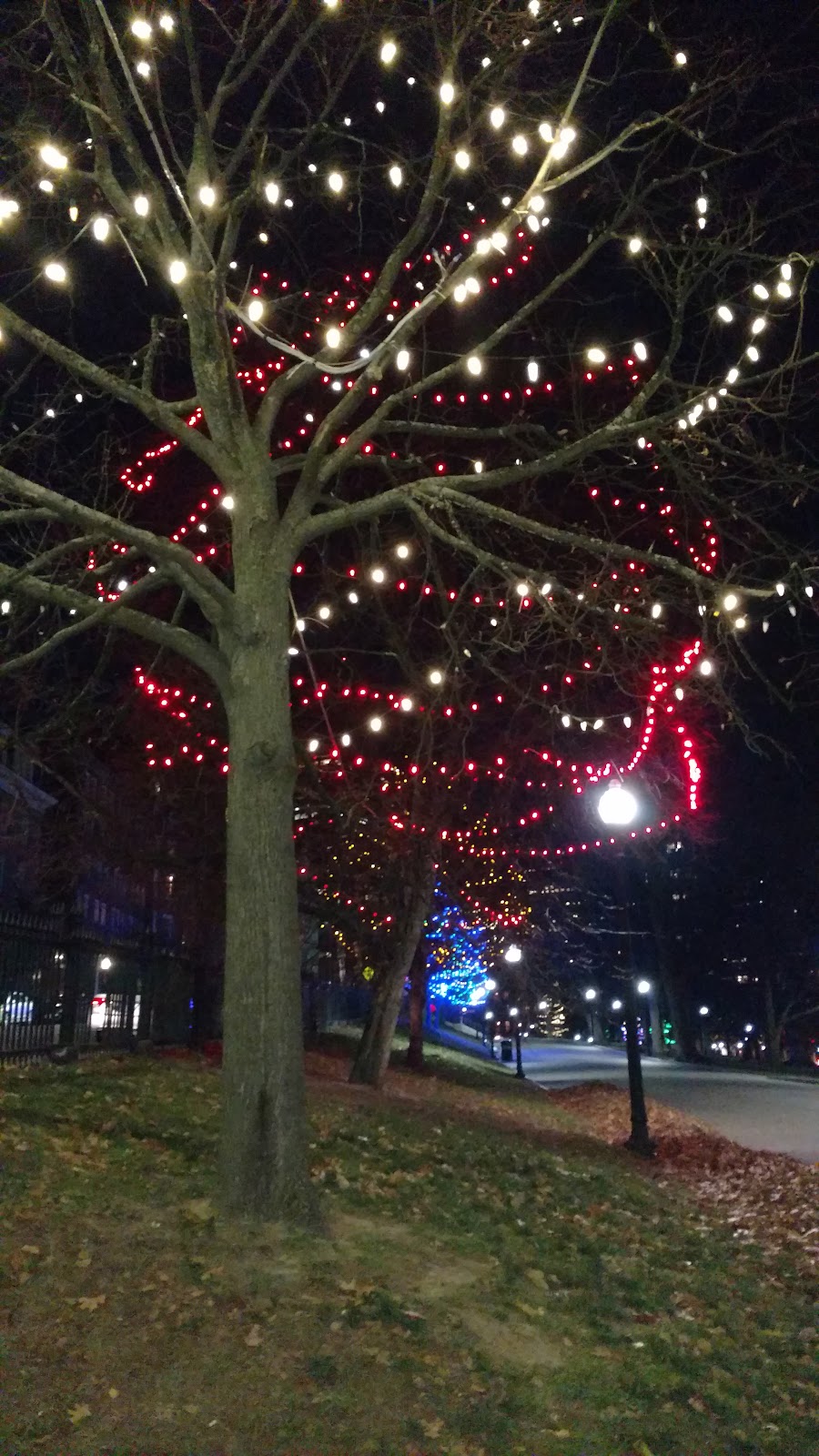 Mature trees on Boston Common opposite the Somerset Club, used for wedding group photographs