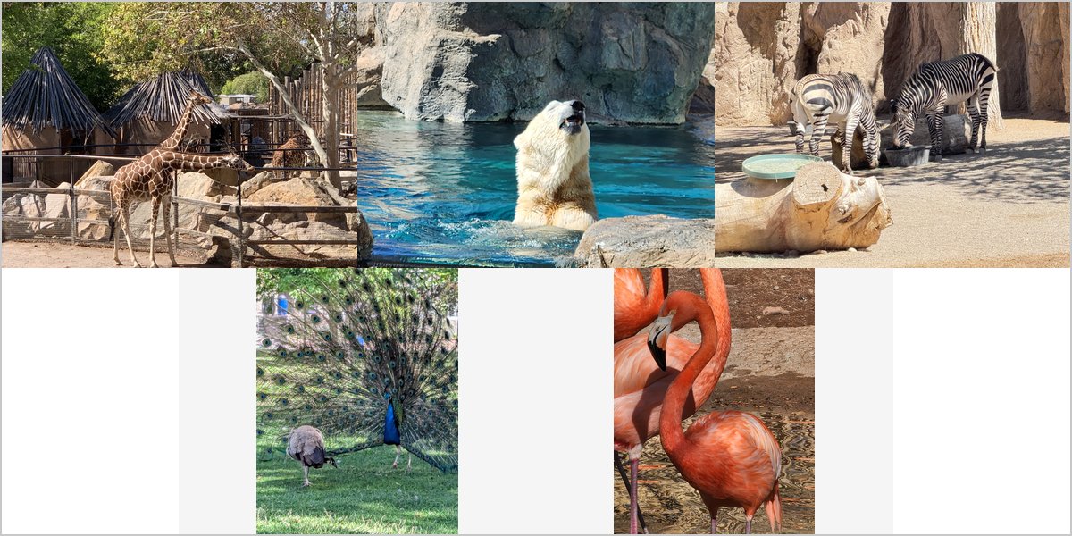 The Rio Grande Zoo: Cottonwood Shade and the Enclosure Problem