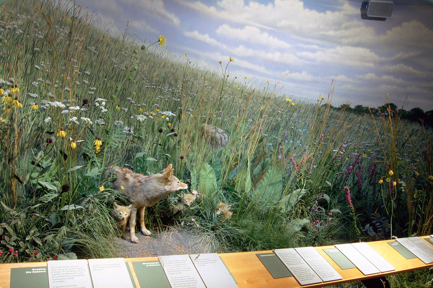 Shooting through tall native planting at a couple standing beyond